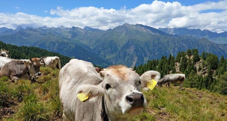 Vaca alpina curiosa con fondo montañoso se encuentra en un prado alto entre el rebaño.