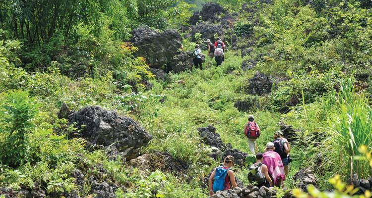 Hikers exploring a lush, green forest path.