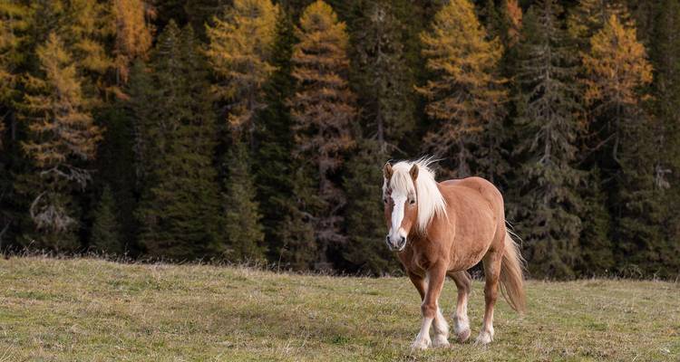 Brown horse in a meadow with a forest in the background.
