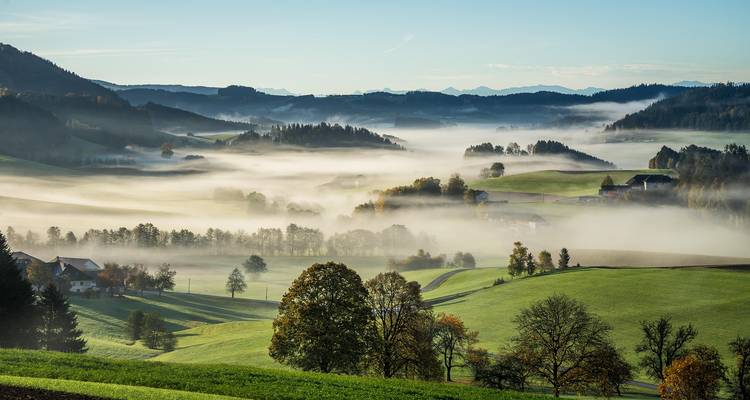 Misty morning landscape with fields and scattered trees.
