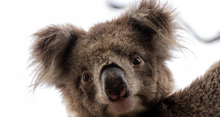Close-up of a koala staring into the camera.