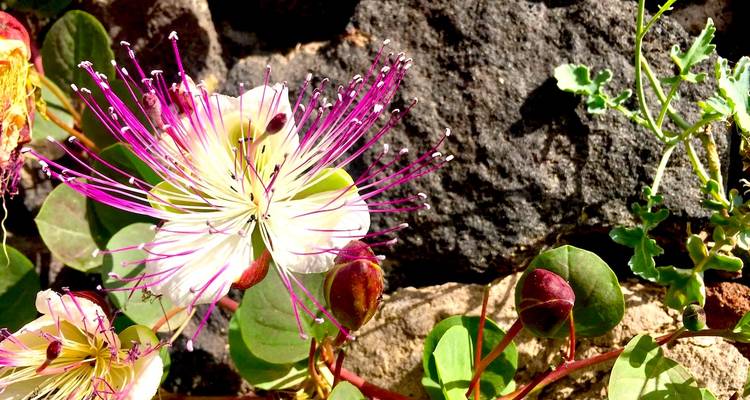 Nahaufnahme einer blühenden Blume zwischen Vulkangestein.