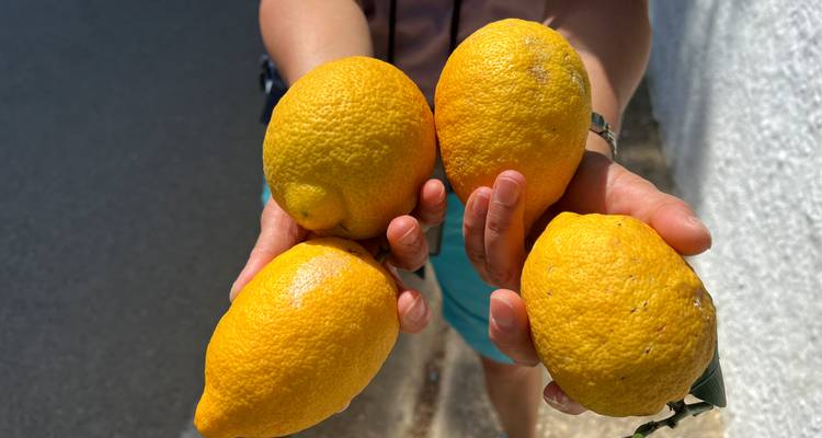 Nahaufnahme einer Person, die vier leuchtend gelbe Zitronen in beiden Händen im Freien hält.