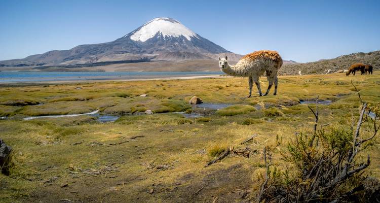 Llama in a grassy field with a snow-capped volcano in the background.
