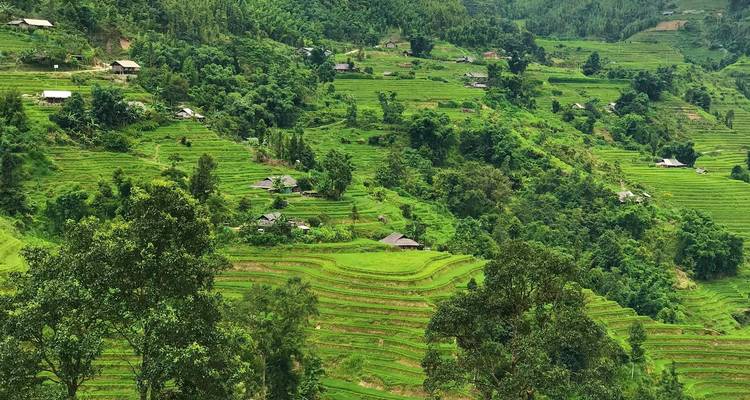 Des rizières en terrasses s'étendant à travers un paysage vallonné.