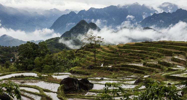 Rizières en terrasses avec des montagnes couvertes de brume en arrière-plan.