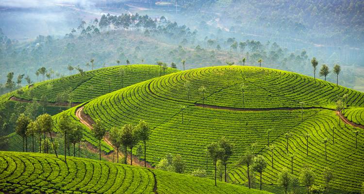 Grüner Tee-Plantage auf sanften Hügeln.
