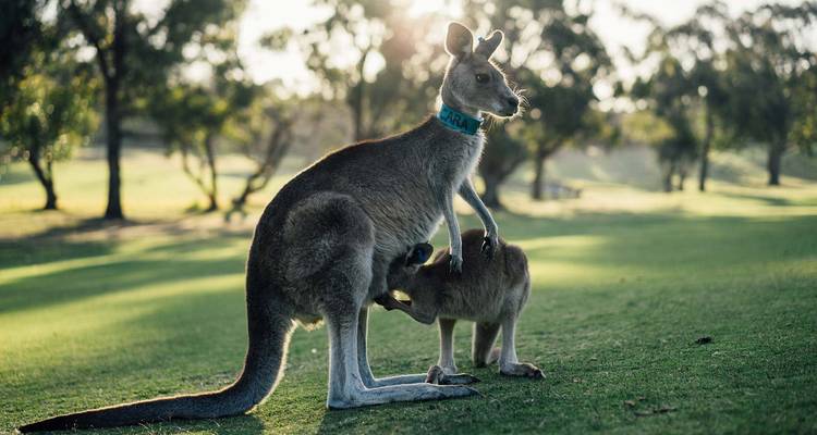 Kangaroo with a joey standing in a grassy area.