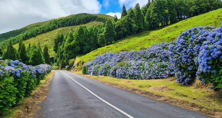 Route bordée d'hortensias bleus et de collines vertes.