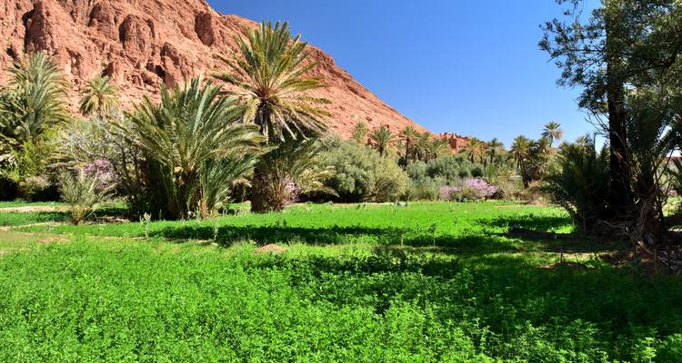 Oasis exuberante de palmeras verdes con colinas rocosas rojas al fondo.