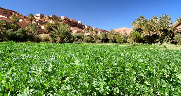 Un humilde pueblo marroquí entre campos verdes y palmeras.