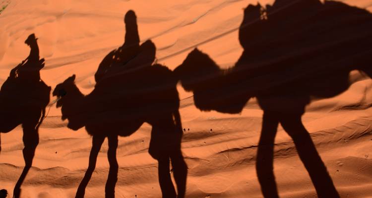 Siluetas de camellos en un entorno desértico proyectando sombras sobre la arena.