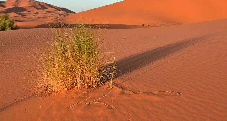 Close-up of desert grass with sand dunes in the background.