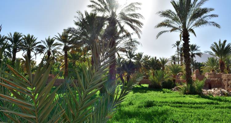 Lush palm grove in a sunny region of Morocco.