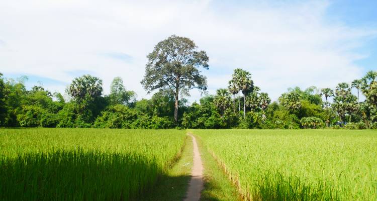 Weg durch üppige grüne Reisfelder, der zu einem großen Baum führt.