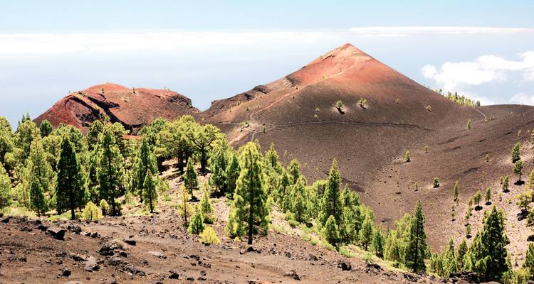 Paysage volcanique avec des pins et un terrain brun-rouge.