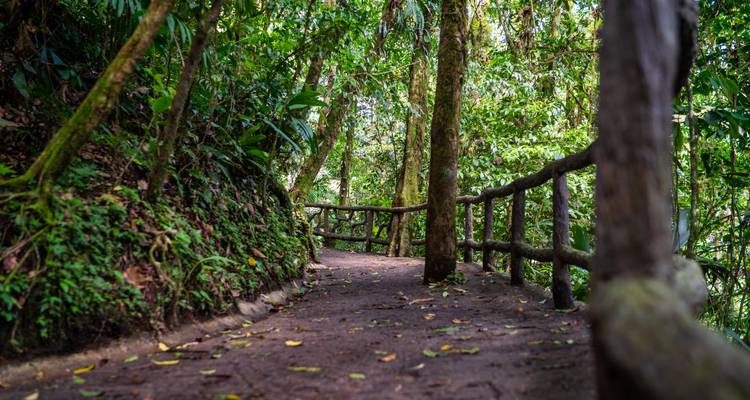Sentier forestier avec garde-corps en bois entouré d'une végétation dense.