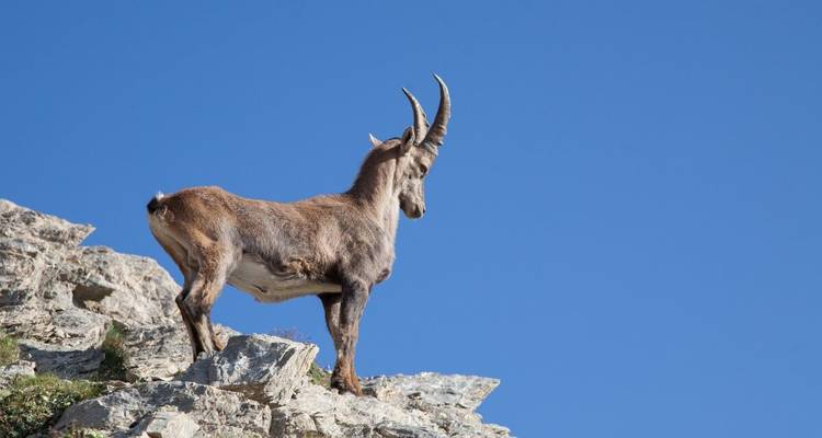 Eine Bergziege, die auf einer felsigen Klippe steht, mit einem klaren blauen Himmel im Hintergrund.