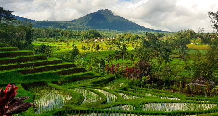Lush green rice terraces in a tropical landscape with a mountain in the background.