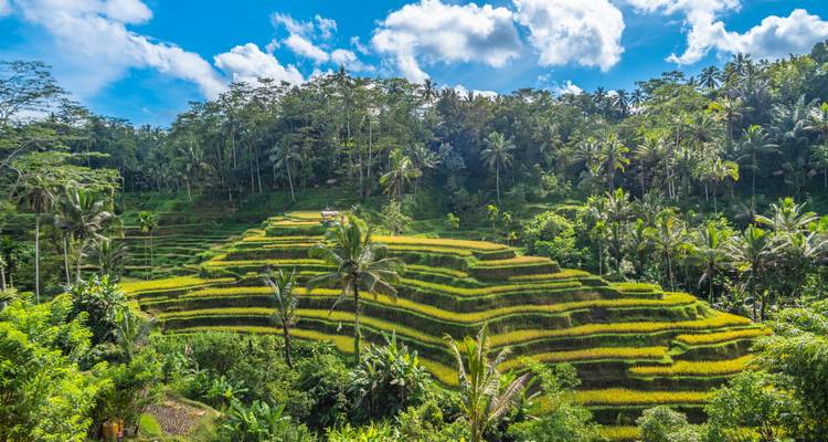 Terraced rice fields in a tropical forest with bright blue skies.