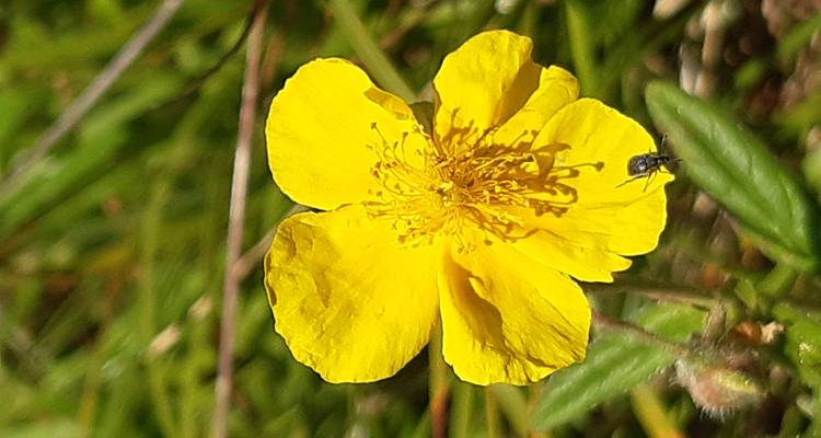 Close-up of a yellow flower with a small insect on it.
