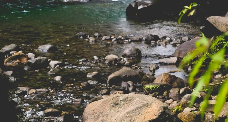 Nahaufnahme von Felsen und kleinem Bach mit grünem Laub.