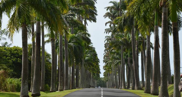 Palmengesäumte Straße mit ordentlich geschnittenem Gras und klarem Himmel.