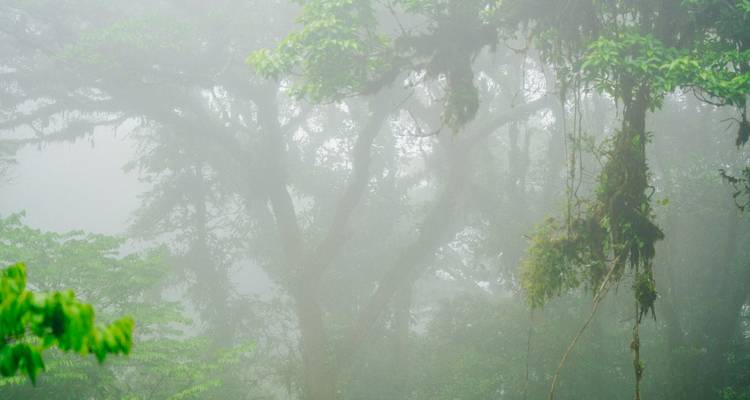 Une scène de forêt tropicale brumeuse avec un feuillage dense obscurci par le brouillard.