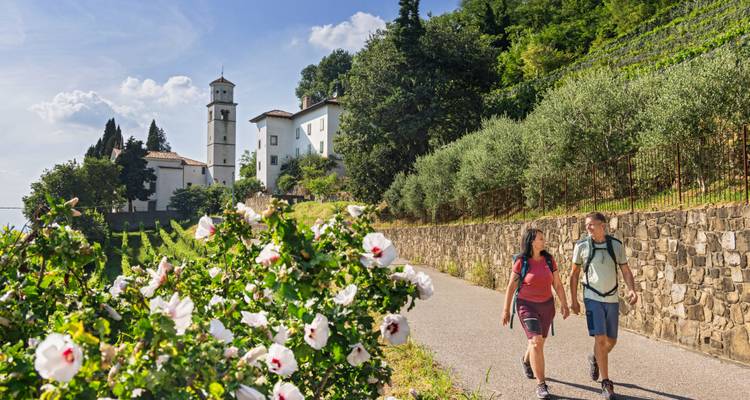 Los excursionistas pasan flores blancas en flor en una carretera de colina que se acerca a una pequeña iglesia en la ladera y viñedos.
