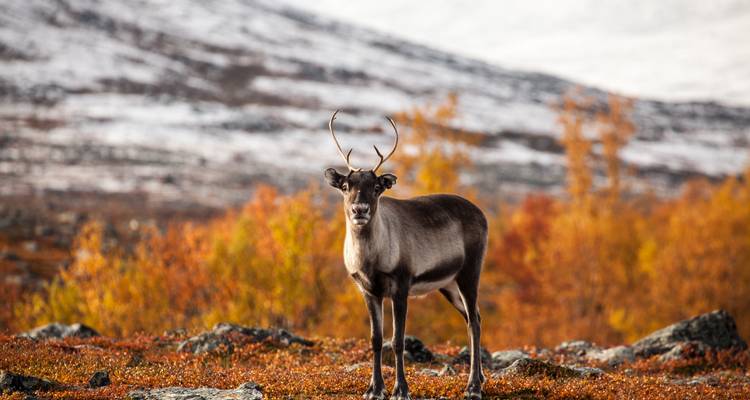 Rendier staand op een kleurrijk, herfstachtig toendralandschap.