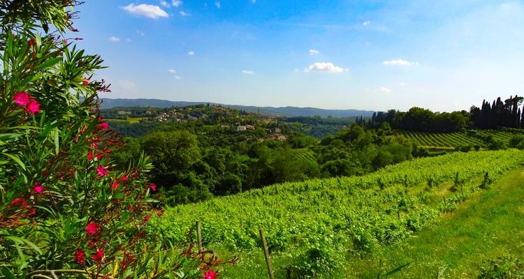 Lush green vineyard slopes toward distant hilltop village under clear summer sky.