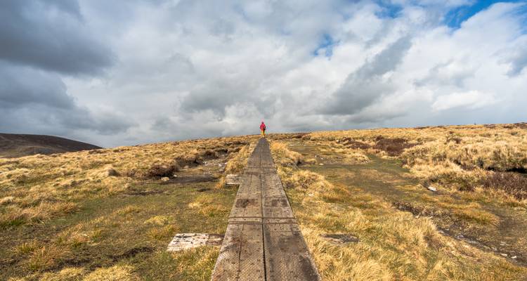 Persoon in een rode jas die loopt op een boardwalk in een grasrijk gebied.