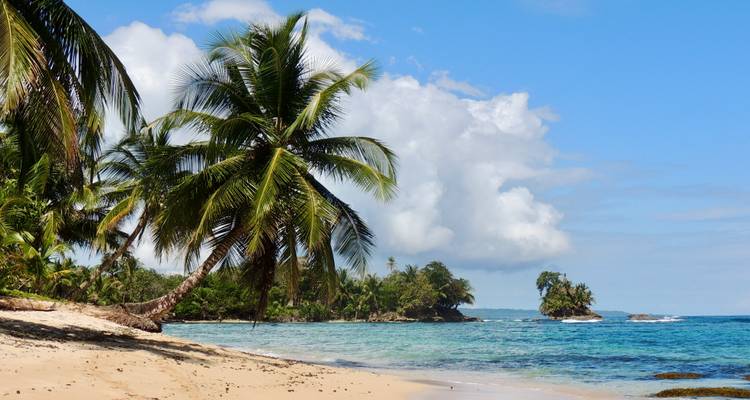 Plage tropicale avec des palmiers et une eau bleue claire.