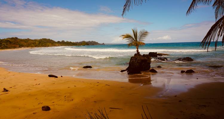 Plage pittoresque avec palmiers et rivage rocheux.