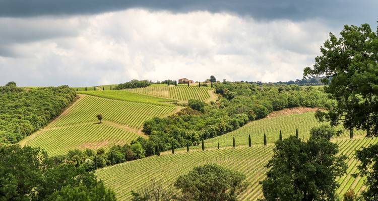 Paysage de vignoble avec collines ondulantes et arbres.