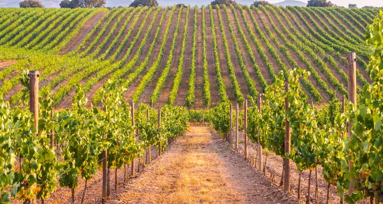 Vue rapprochée des rangées de vignoble en plein jour.