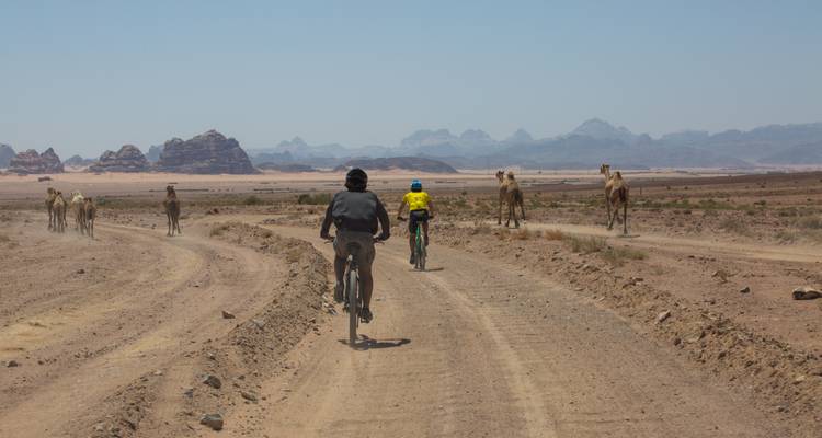 Cyclistes sur une route de terre entourés de chameaux dans un paysage désertique.