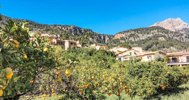 Orangenhaine unter einer schroffen Bergkulisse und klarem blauem mallorquinischem Himmel.