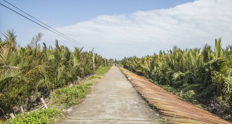 Pad geflankeerd door palmbomen die zich in de verte uitstrekt.