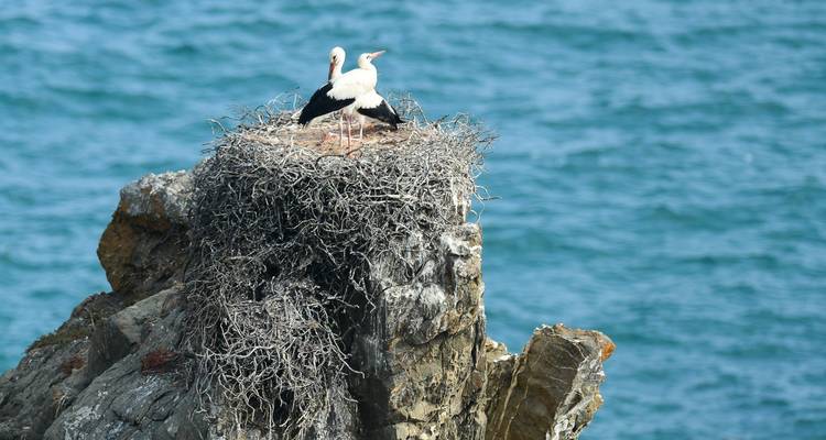 Twee ooievaars zitten op een nest bovenop een rotsachtige klif bij de zee.