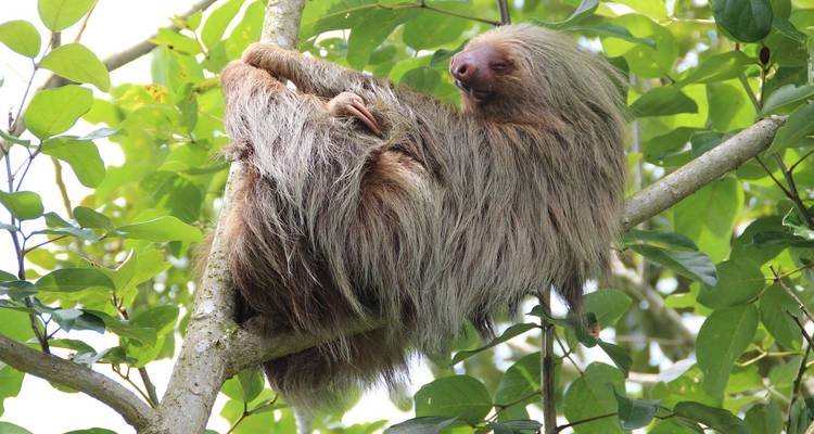 Nahaufnahme eines Faultiers, das von einem Ast hängt.