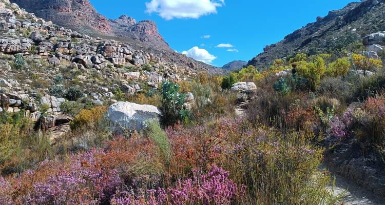 Mountainous landscape with purple flowers under a clear blue sky.