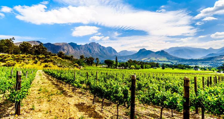 Vignoble luxuriant avec chaîne de montagnes en arrière-plan sous un ciel dégagé.