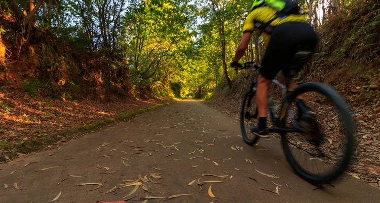 Cycliste roulant sur un sentier forestier avec des feuilles éparpillées.