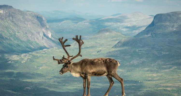 Reindeer standing on mountain cliffs overlooking a valley.