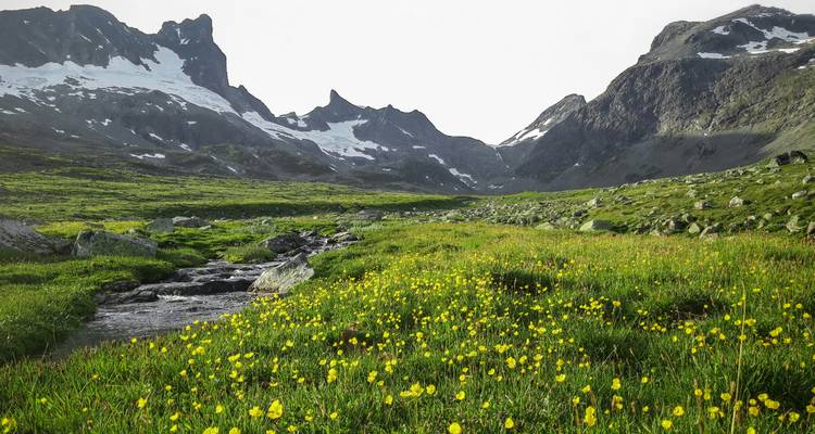 Meadow with yellow flowers and mountain range.