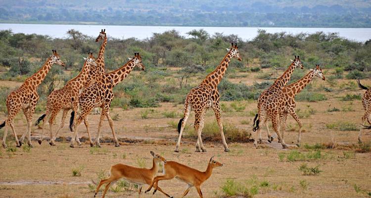 A herd of giraffes walking across an open plain.