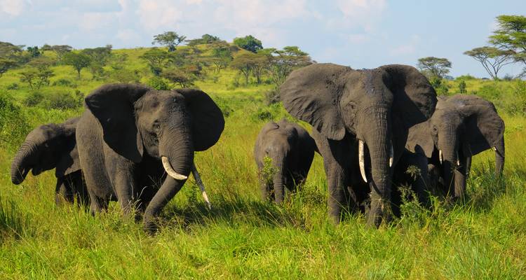 A group of elephants walking through a grassy savannah.