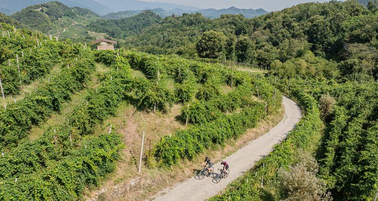 Cyclists riding through vine-covered hills.