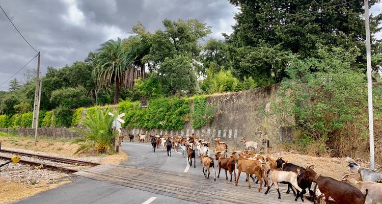 Herd of goats crossing a road in a rural area.